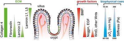 Intestinal Stem Cell-on-Chip to Study Human Host-Microbiota Interaction